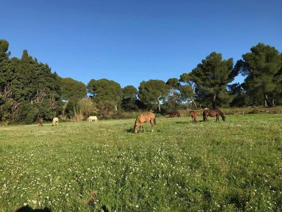 Bed and Breakfast Domaine Cap Rubis Paradou Exterior foto